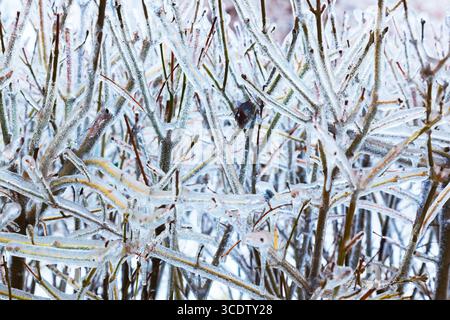 Bacche nere congelate sui cespugli in inverno Foto Stock