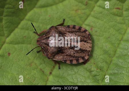 Tartaruga Shieldbug Eurygaster testudinaria Foto Stock