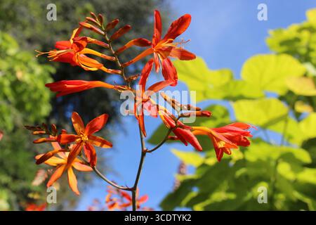 Giglio allo zenzero di Forrest - Hedychium forrestii - insolita forma arancione, i fiori sono di solito bianchi Foto Stock