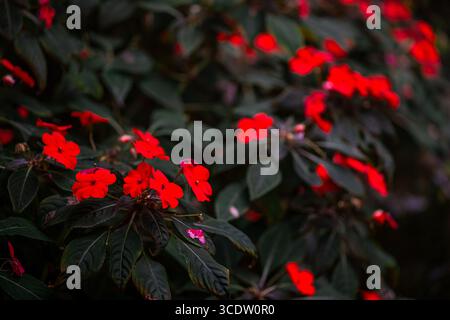 Un vivace primo piano di fiori colorati Impatiens in piena fioritura, catturati dalla luce naturale. L'immagine mostra una sorprendente gamma di rosa, rosso, AN Foto Stock