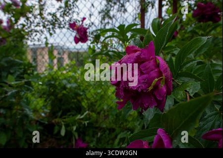 Peonie erbacee "Paula Fay" in fiore Foto Stock