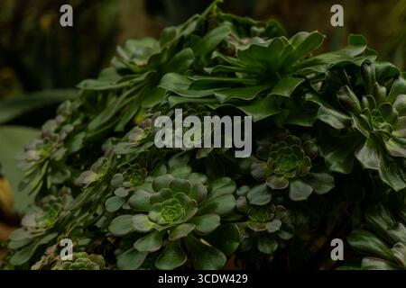 Aeonium aureum albero houseleeks, arbusto con foglie verdi. Foto Stock