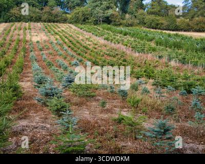 Filari ordinati di giovani abeti e abeti rossi in una fattoria di alberi di Natale in pendenza nello Shropshire, Regno Unito, catturati alla luce della tarda estate. Foto Stock