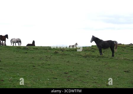 Cavalli su una collina - pascolo di erba verde con cielo nuvoloso bianco Foto Stock
