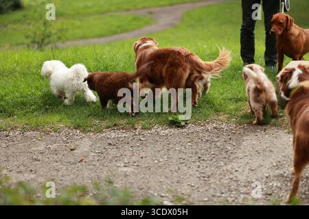 Un gruppo di cani corre e gioca in un campo Foto Stock