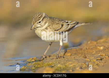 Lark a punta corta, Lark a punta corta, Lark a punta corta, Calandrella brachydactyla, Alouette calandrelle, Terrera Comun, Celias Waterhole, Ezuz, ha Foto Stock