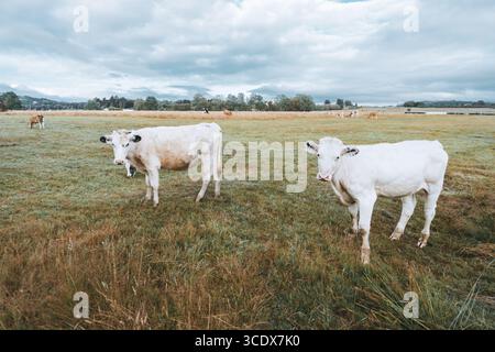 Due vacche bianche in piedi su un campo erboso di dewy sotto un cielo nuvoloso, con più bestiame pascolare in lontananza attraverso un tranquillo paesaggio rurale Foto Stock