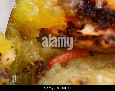 Larva di una Plum Fruit Moth Larva (Grapholita funebrana), primo piano estremo Foto Stock