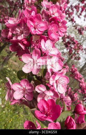 Il granchio cardinale (Malas cardina) con i suoi bellissimi fiori rosa. Dinmore Arboretum Herefordshire Inghilterra Regno Unito. Aprile 2025 Foto Stock