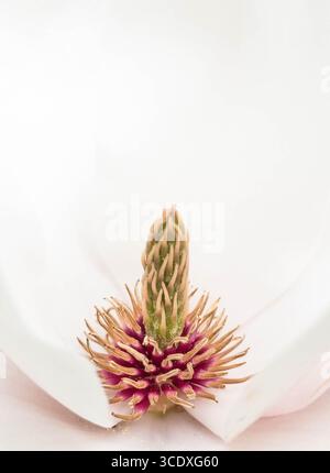 La via Lattea di Magnolia carpels e stami del fiore femminile. Dinmore Arboretum Herefordshire Inghilterra Regno Unito. Aprile 2025 Foto Stock