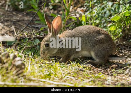 Coniglio selvatico europeo (Oryctolagus cuniculus) Parco naturale della Sierra de Andújar Andalucia Spagna. Aprile 2025 Foto Stock