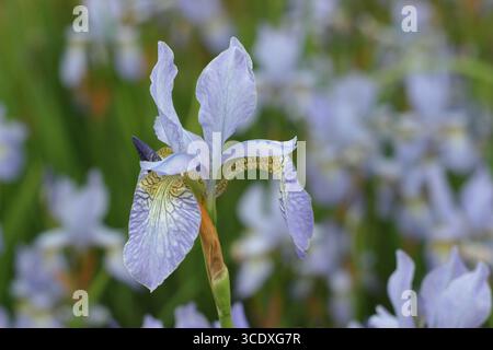Iris Papillon. Fiori lilla pallidi di Iris siberiano Papillon drift piantati in un giardino all'inglese. REGNO UNITO Foto Stock