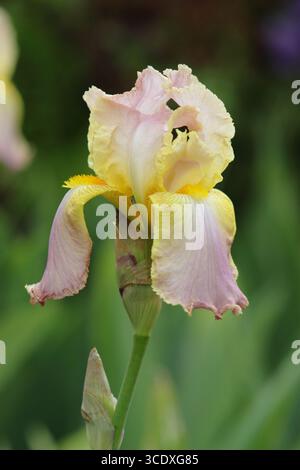 Iris Chantilly. Eleganti fiori rosa pallido di Iris barbuti "Chantilly" che mostrano la caratteristica barba gialla. REGNO UNITO Foto Stock