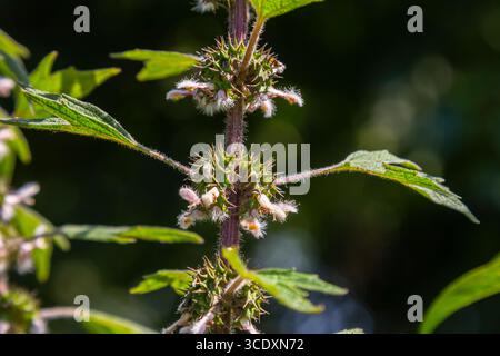 Leonurus cardiaca, conosciuta come madrepatria. Altri nomi comuni includono l'erba di lancio, l'orecchio del leone e la coda del leone. Pianta medicinale. Cresce in natura. Foto Stock