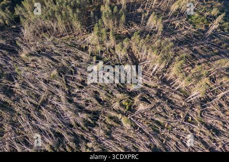 Vista aerea di conifere non autoctone soffiate dal vento da Storm Darragh, Brechfa Forest, Carmarthenshire, Galles, Regno Unito Foto Stock