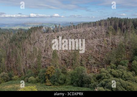 Vista aerea di conifere non autoctone soffiate dal vento da Storm Darragh, Brechfa Forest, Carmarthenshire, Galles, Regno Unito Foto Stock