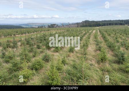 Vista aerea dei campi piantati al 75% con conifere non native nel 2023, Brechfa Forest, Carmarthenshire, Galles, Regno Unito Foto Stock