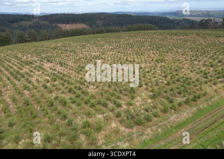 Vista aerea dei campi piantati al 75% con conifere non native nel 2023, Brechfa Forest, Carmarthenshire, Galles, Regno Unito Foto Stock