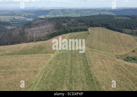 Vista aerea dei campi di Banc Farm, 75% piantati con conifere non native nel 2023, Brechfa Forest, Carmarthenshire, Galles, Regno Unito Foto Stock