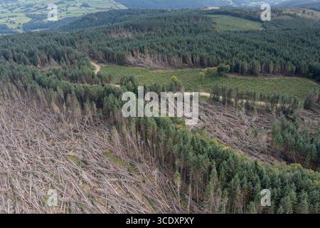 Vista aerea di conifere non autoctone soffiate dal vento da Storm Darragh, Brechfa Forest, Carmarthenshire, Galles, Regno Unito Foto Stock
