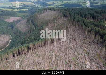 Vista aerea di conifere non autoctone soffiate dal vento da Storm Darragh, Brechfa Forest, Carmarthenshire, Galles, Regno Unito Foto Stock