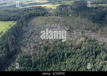 Vista aerea di conifere non autoctone soffiate dal vento da Storm Darragh, Brechfa Forest, Carmarthenshire, Galles, Regno Unito Foto Stock