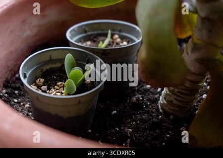 Minuscolo bFiori di Kalanchoe thyrsiflora noti anche come flapjack Foto Stock