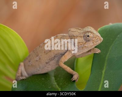 Piccolo camaleonte che esplora i suoi dintorni verdeggianti, mostrando il suo mimetismo unico e lo sguardo accattivante Foto Stock