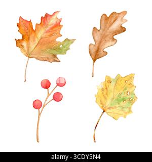 Acquerello foglie autunnali e un rametto di frutti di bosco. Una serie di bellissime illustrazioni disegnate a mano, isolate su sfondo bianco. Adatto per design, pri Foto Stock