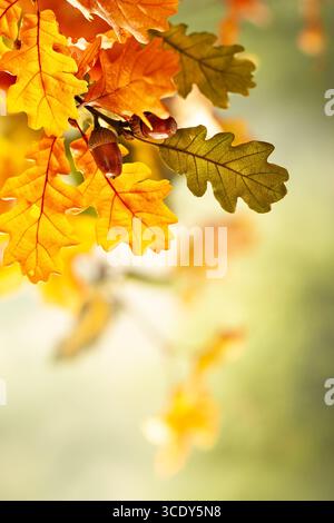 Primo piano di un ramo di albero con foglie e ghiande. Le foglie sono arancioni e le ghiande sono marroni. Foto Stock