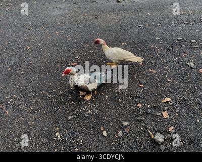 Due Ducks moscoviti in piedi su ciottoli neri, a terra, nella Waimea Valley, Oahu, Hawaii, STATI UNITI Foto Stock