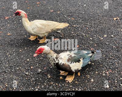 Due Ducks moscoviti in piedi su ciottoli neri, a terra, nella Waimea Valley, Oahu, Hawaii, STATI UNITI Foto Stock