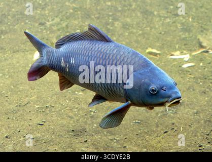 Carpa comune, carpa europea, carpa eurasiatica, Karpfen, carpe comune, Cyprinus carpio, ponty, Ungheria, Magyarország, Europa Foto Stock