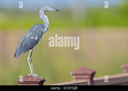 Un giovane airone blu (Egretta caerulea) arroccato su una recinzione. Foto Stock