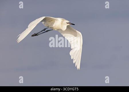 Un'egretta rossastra bianca (Egretta rufescens) in volo. Foto Stock