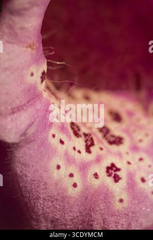 Osservazione dettagliata di un vibrante petalo di fiori viola che rivela texture e segni unici illuminati dalla luce naturale del sole. Foto Stock