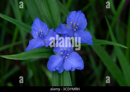 Tre fiori di verdura sono in piena fioritura con un visitatore da una mosca calligrafa marginata Foto Stock