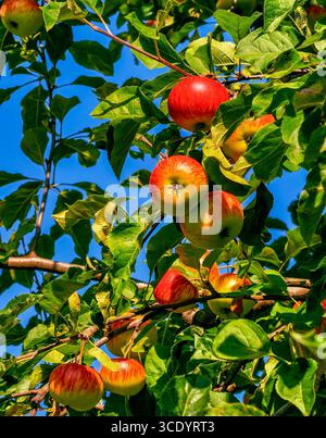 Mele vivaci appese al ramo dell'albero - Fotografia di frutta fresca e colorata per la natura, lo stile alimentare, la grafica dei social media, le promozioni digitali e ispirazioni di stile di vita sano Foto Stock
