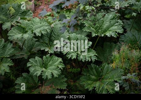 Guardando in basso la tinctoria di Gunnera (rabarbaro gigante) foglie enormi, specie vegetali invasive. Foto Stock