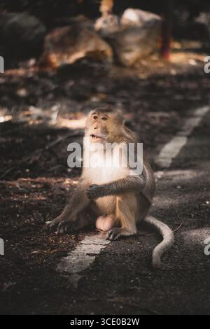 Scimmia macaca su una strada forestale nella foresta pluviale tropicale, circondata da vegetazione lussureggiante e dalla luce del sole appannata. Foto Stock