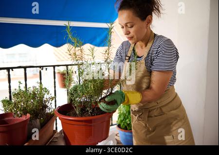 Una donna si prende cura delle sue piante su un balcone, indossando guanti e grembiule. Circondata da vasi contenenti erbe come il rosmarino, lei trapianta con cura Foto Stock