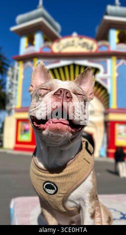 Un cucciolo felice sorridente fuori da un parco divertimenti Foto Stock