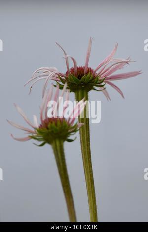 Due fiori di echinacea pallida (Echinacea pallida) che mostrano petali rosa chiaro cadenti e coni di semi rosa scuro Foto Stock