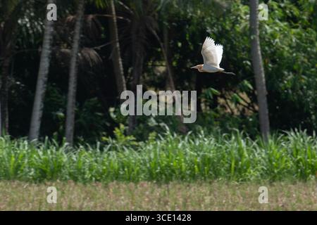 Allevamento di bovini orientali adulti-Egret, Ardea coromanda, in volo, Klungkung, Bali, Indonesia Foto Stock