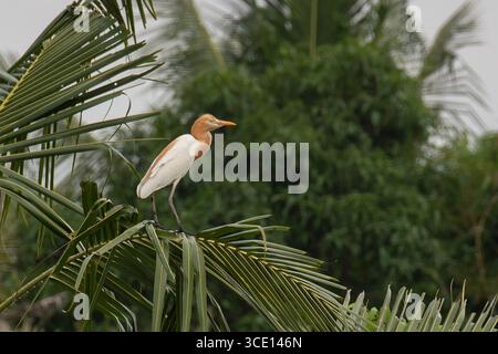 Allevamento di bovini orientali adulti-Egret, Ardea coromanda, nelle palme, Klungkung, Bali, Indonesia Foto Stock