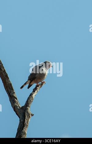 Ovambo Sparrowhawk, Accipiter ovampensis, su albero morto, Parco nazionale Kruger, Mpumalanga, Sudafrica Foto Stock