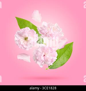 Bellissimi fiori e petali che cadono su sfondo rosa. La primavera fiorisce Foto Stock