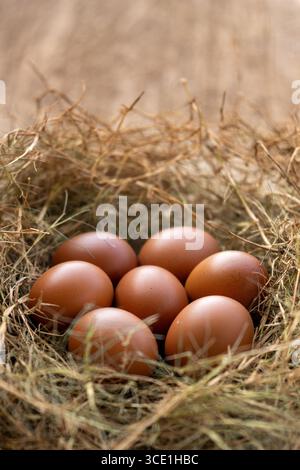 Diverse uova di pollo poggiate su un nido fatto di erba secca ordinata in un ambiente rustico naturale Foto Stock