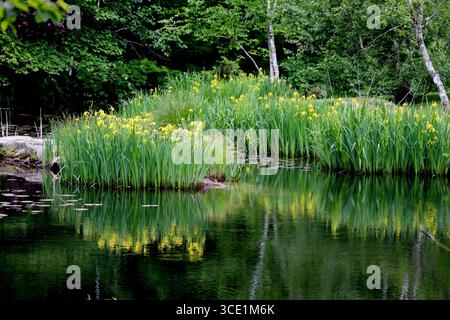 La bellezza della primavera in un campo di lussureggiante erba verde e nuova crescita su alberi e fiori di Iris gialli che circondano uno stagno Foto Stock
