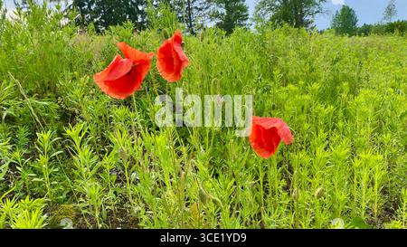 Un'incredibile e mozzafiato esposizione di vivaci papaveri rossi sullo sfondo di un paesaggio lussureggiante e verdeggiante Foto Stock